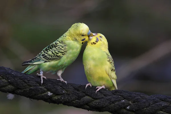 Γραφική Θέα Των Πολύχρωμων Παπαγάλοι Budgerigar — Φωτογραφία Αρχείου