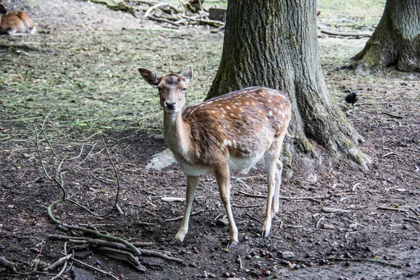 Ciervos Bosque —  Fotos de Stock