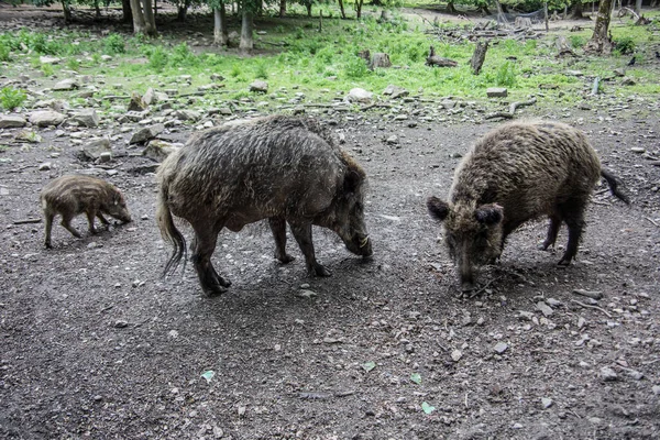 Wild Boars Forest — Stock Photo, Image