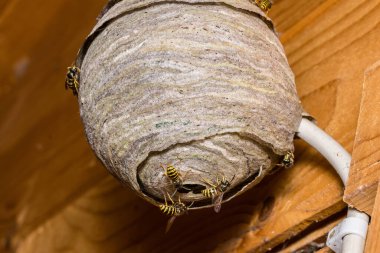 Wasp's nest under construction clipart