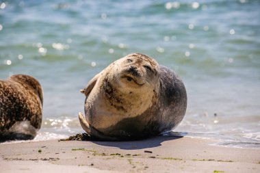 Cone seal on the beach of Helgoland clipart