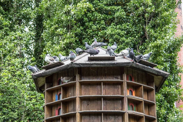 Pigeon House Nel Parco Della Città — Foto Stock