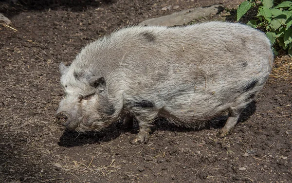 草丛中的猪 — 图库照片