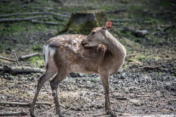 鹿类动物 自然动物 — 图库照片