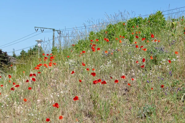Noise barrier with poppies and marguerites