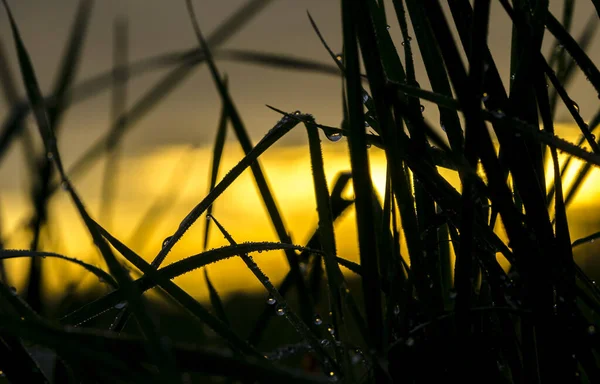 Hojas Hierba Amanecer — Foto de Stock