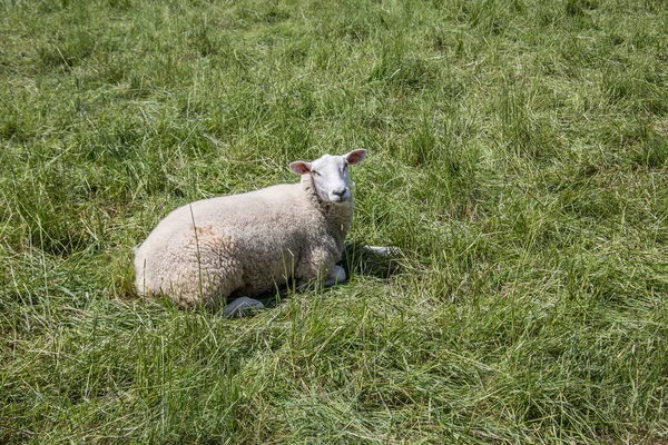 Sheep Meadow — Stock Photo, Image