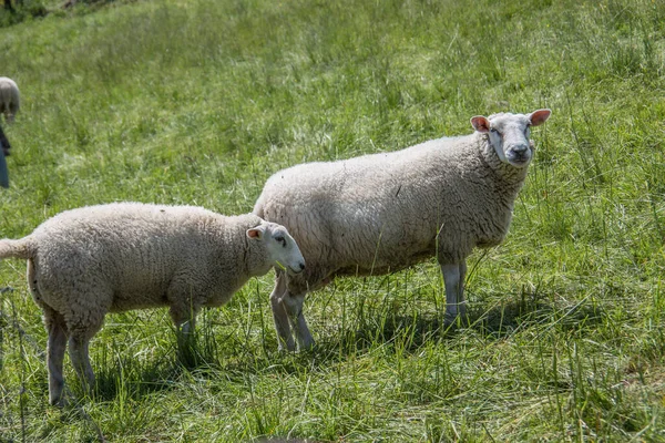 Sheep Field — Stock Photo, Image