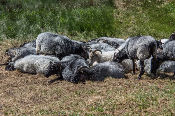 Eine Gruppe Wildpferde Nationalpark Kenia — Stockfoto