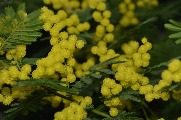 Fleurs Mimosa Jaune Flore — Photo