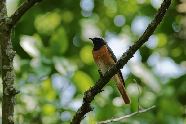 Een Roofvogel Zijn Natuurlijke Habitat — Stockfoto