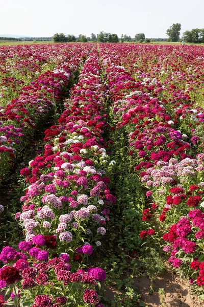 Сладкий Уильям Цветы Цветут — стоковое фото