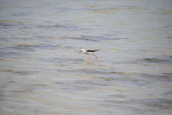 池の水と鳥自然動物 — ストック写真