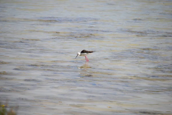 池の水と鳥自然動物 — ストック写真