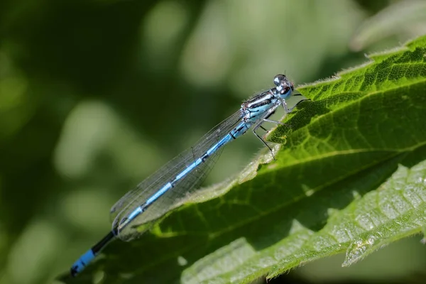 Close Van Een Insect Wilde Natuur — Stockfoto