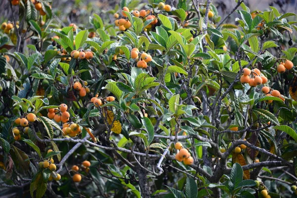 Mispeln Träd Fruktträd Naturen Spanien — Stockfoto