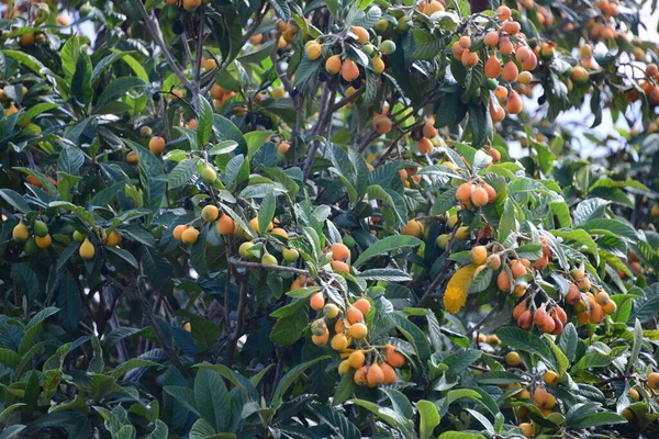 ミスペルの木 スペインの自然の果物の木 — ストック写真
