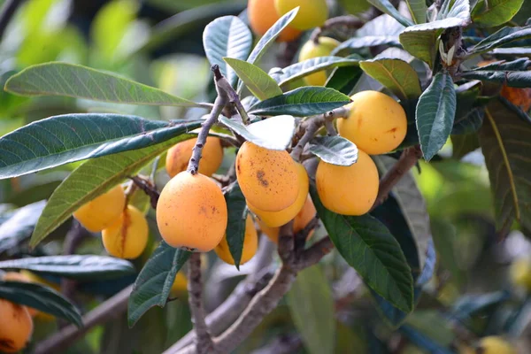 Árvore Mispeln Árvore Frutas Natureza Espanha — Fotografia de Stock