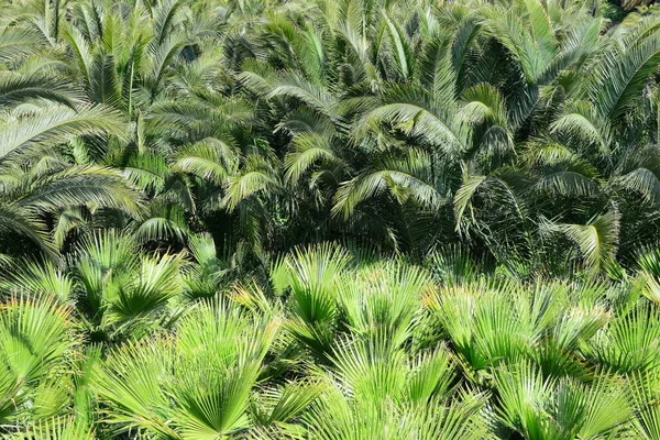 Hojas Palma España Espacio Para Copiar —  Fotos de Stock