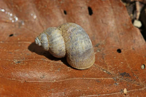 Hermoso Caracol Tapa Tierra Pomatias Elegans —  Fotos de Stock