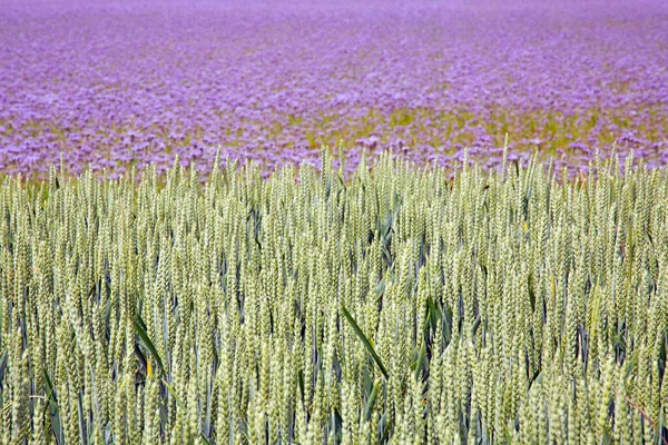 Campo Trigo Phazelie Helecho Lluvia —  Fotos de Stock