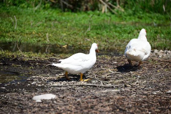 Goose Goose Lake Spanyolország — Stock Fotó