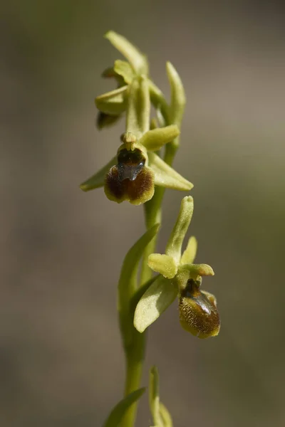 Ragroot Aranha Pequena Ophrys Araneola — Fotografia de Stock
