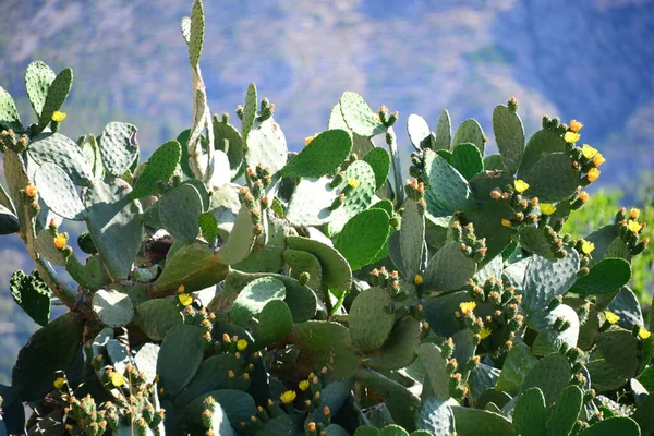 Tropische Kaktuspflanze Flora — Stockfoto
