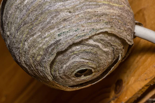 Wasp Nest Construction — Stock Photo, Image