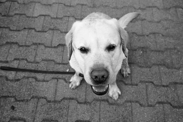 Retrato Labrador Preto Branco — Fotografia de Stock