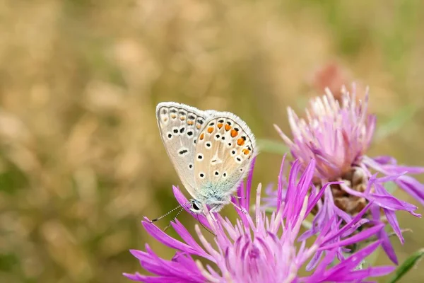 Bleu Ciel Masculin Sur Fleur Flocon Prairie Bleu Adonis Masculin — Photo