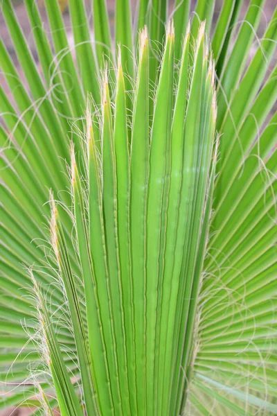 Palmblad Spanien Kopiera Utrymme — Stockfoto