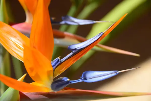 Flor Naranja Strelitzia Planta Perenne — Foto de Stock