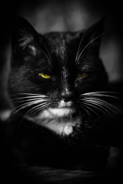 Retrato Gato Preto Com Olhos Amarelos — Fotografia de Stock