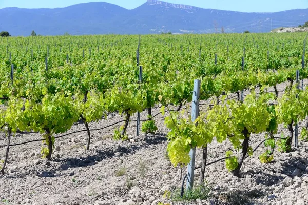 Agricoltura Vigneti Grappoli Campagna — Foto Stock