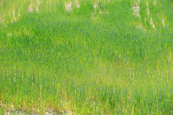 Vista Del Campo Maíz Concepto Agricultura — Foto de Stock