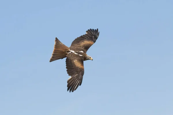 Gaviota Voladora Vuelo — Foto de Stock