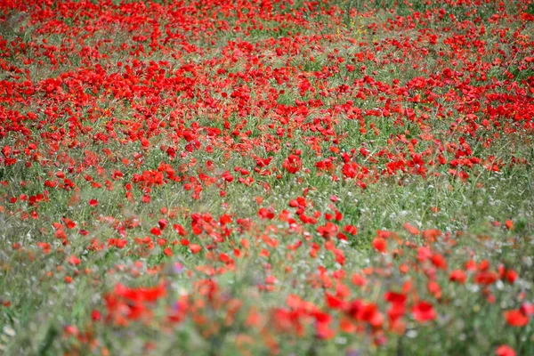 Natuurweide Met Bloemen Gras — Stockfoto