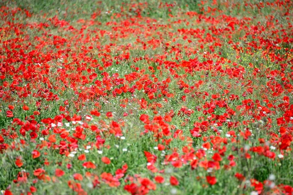 Naturwiese Mit Blumen Und Gras — Stockfoto