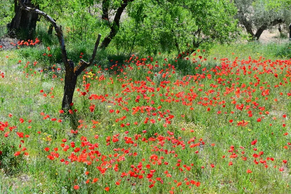 Prado Natureza Com Flores Grama — Fotografia de Stock