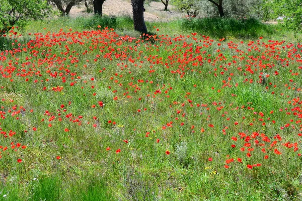 Prado Natureza Com Flores Grama — Fotografia de Stock