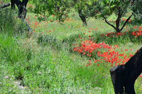 Prado Natureza Com Flores Grama — Fotografia de Stock