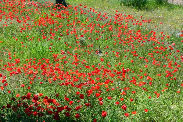 Prado Naturaleza Con Flores Hierba —  Fotos de Stock