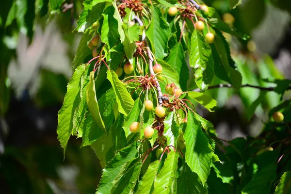 Cerejas Árvore Frutas Folhas — Fotografia de Stock