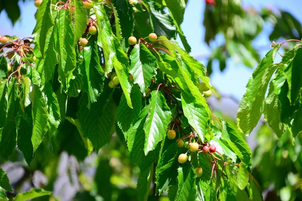 Cerezas Frutas Hojas —  Fotos de Stock