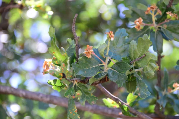 Blackberry Pohon Flora Dan Dedaunan — Stok Foto