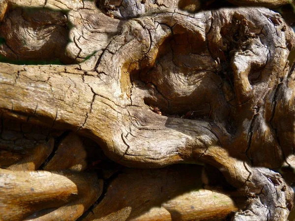 奇妙な形をした古い風化した根 — ストック写真
