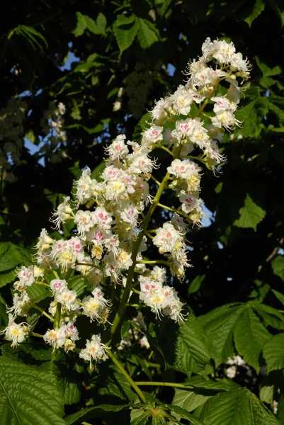 Aesculus Hippocastanum Flensburg Schleswig Holstein Almanya — Stok fotoğraf