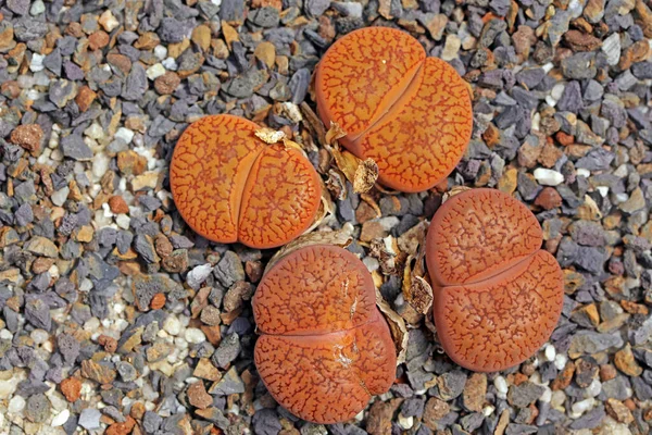 Four Living Stones Lithops Aucampiae Var Koelemannii — Stock Photo, Image