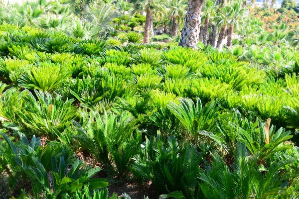 Palmbladeren Spanje Kopieer Ruimte — Stockfoto